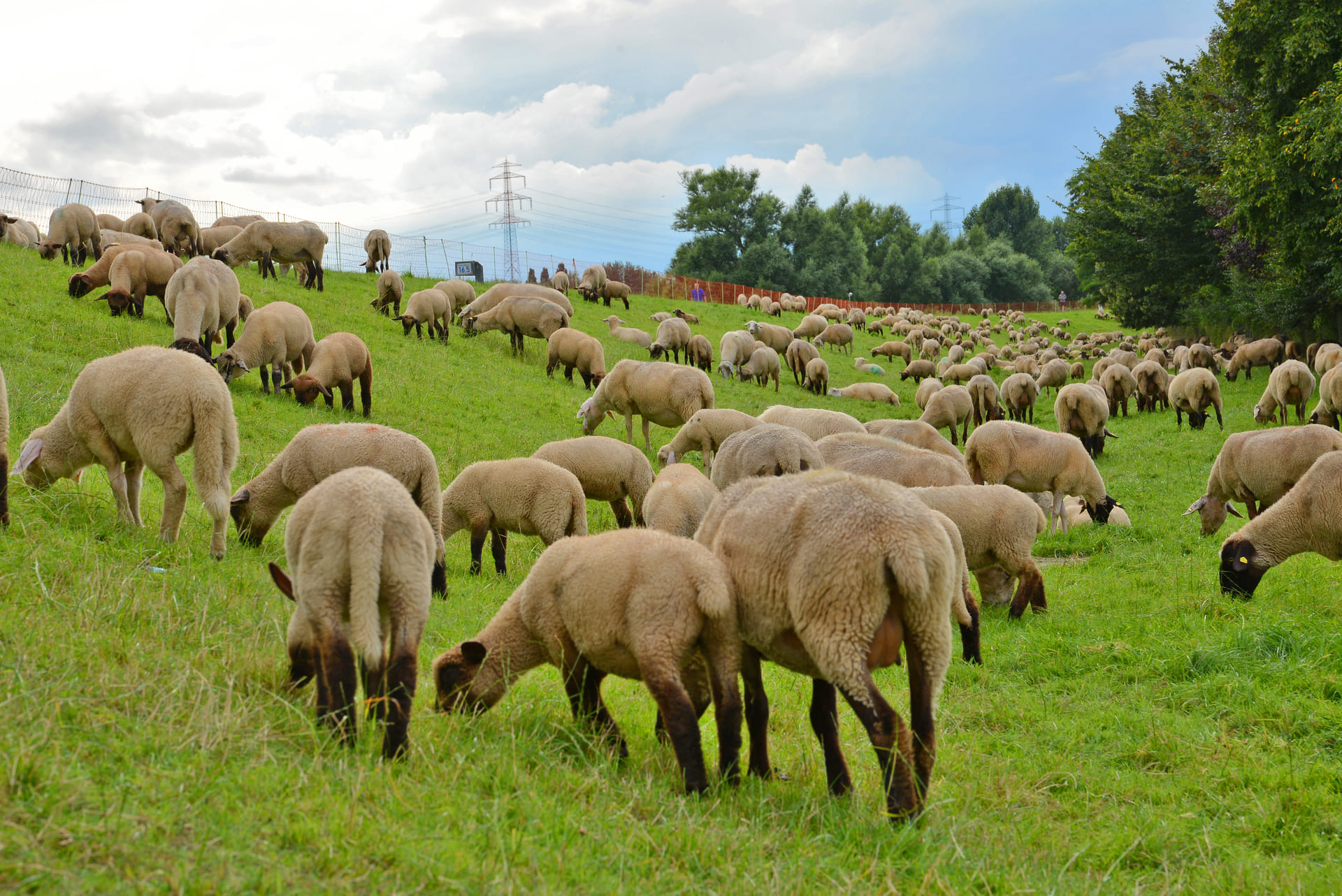 Eine Herde Schafe weidet auf der Elbinsel Wilhelmsburg in Hamburg